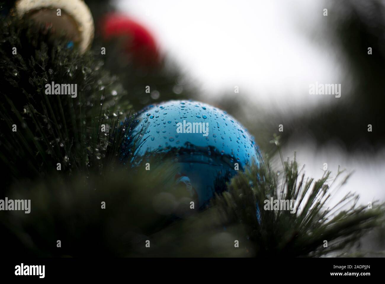 Christmas Tree in rain Stock Photo Alamy