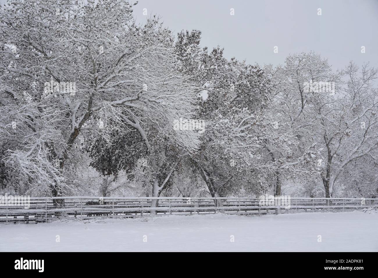 Trees are covered in snow during a snow storm. Stock Photo