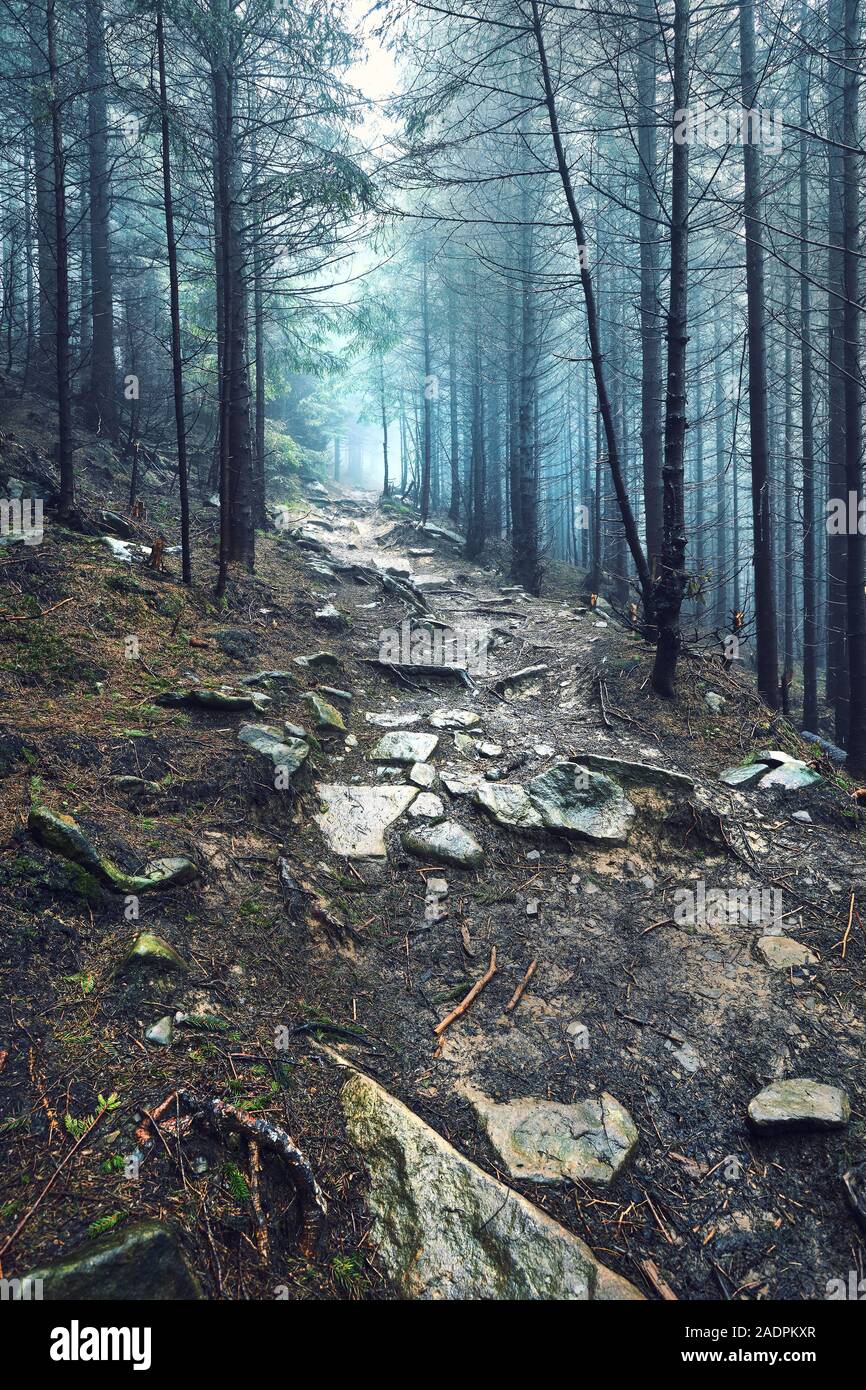 stone road in a coniferous forest in the mountains Stock Photo - Alamy