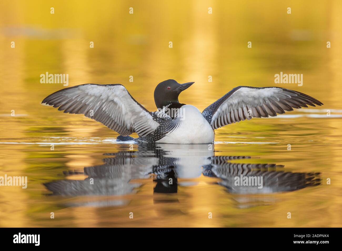 Common Loon - wing stretch Stock Photo