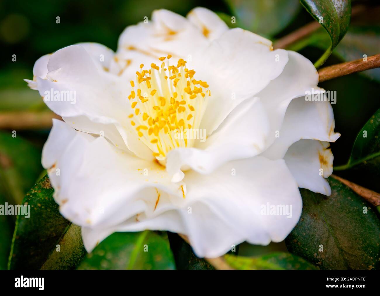 Camellia japonica white hi-res stock photography and images - Alamy