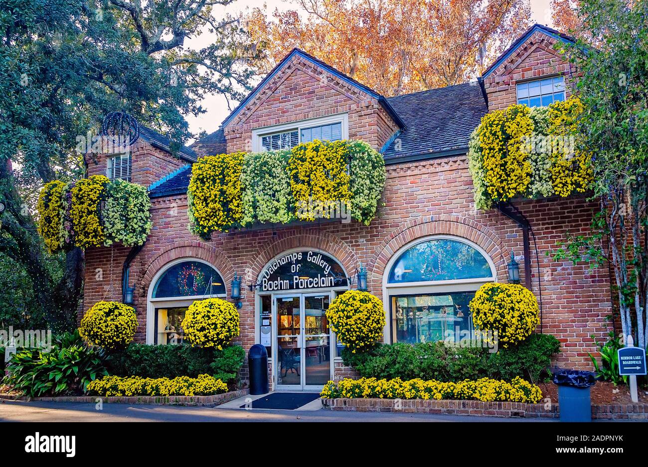 Snowfall and Seizan cascading chrysanthemums decorate the Delchamps Gallery of Boehm Porcelain at Bellingrath Gardens in Theodore, Alabama. Stock Photo