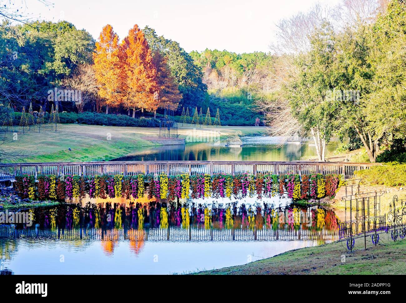 Cascading chrysanthemums hang from the rustic bridge and reflect in Mirror Lake at Bellingrath Gardens, Nov. 24, 2019, in Theodore, Alabama. Stock Photo