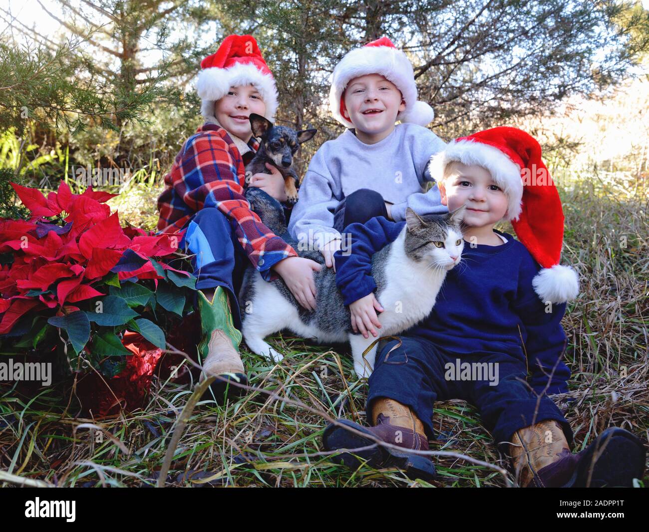 Three boys in Santa hats holding cat and dog Stock Photo