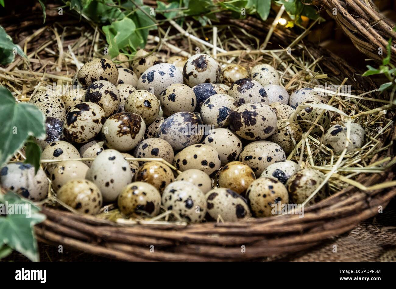 quail eggs placed between the straw in a wicker basket Stock Photo
