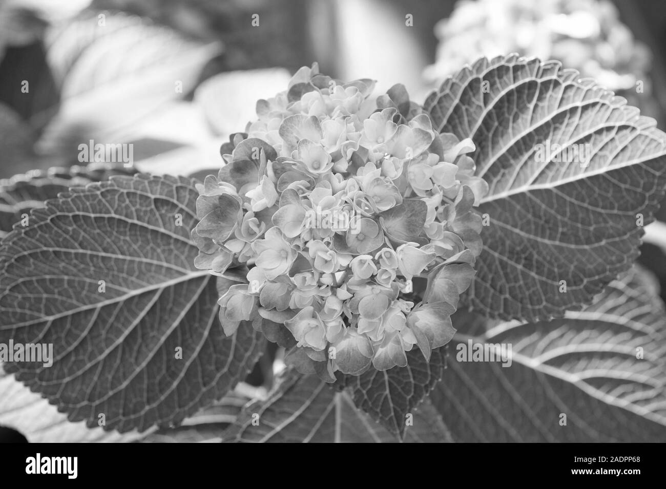 Tender flowers soft little petals. Perfume aroma fragrance concept