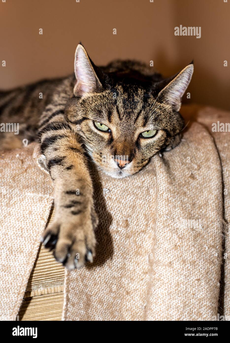 Relaxed pet cat opens his eyes while laying down with paw stretched out Stock Photo