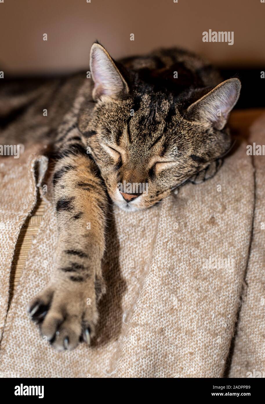 Adorable pet cat sleeps with paw outstretched Stock Photo