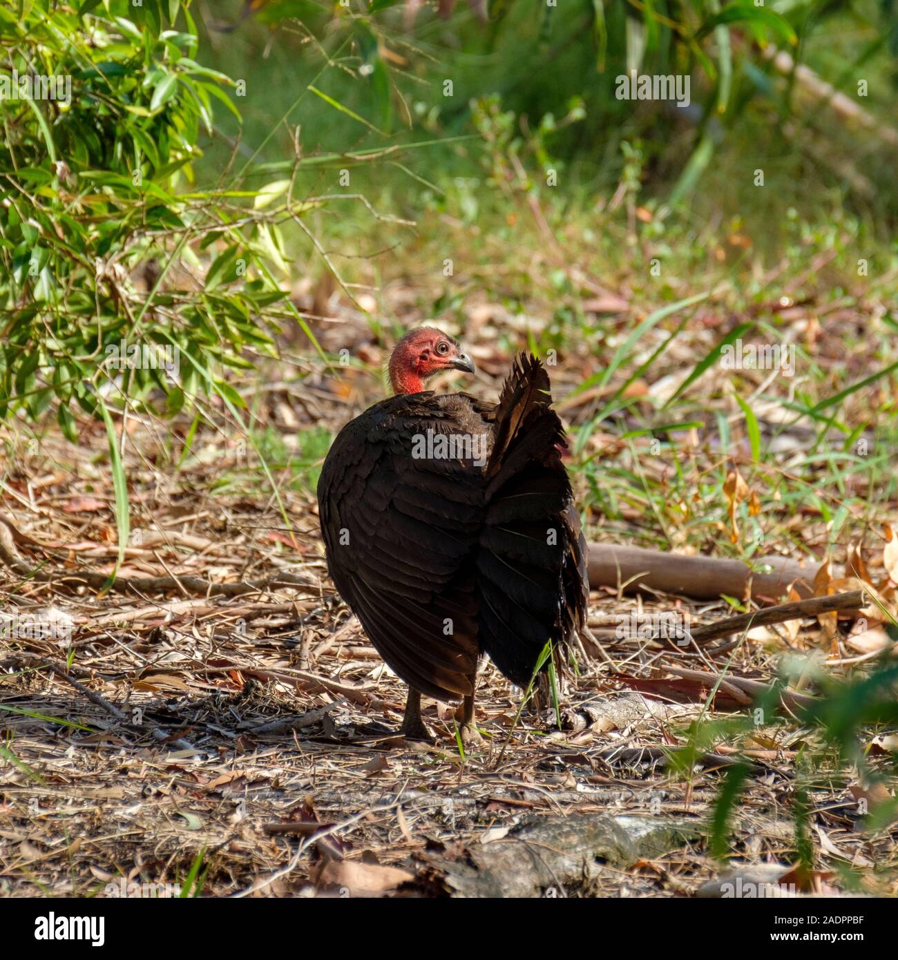 Scrub turkey hires stock photography and images Alamy
