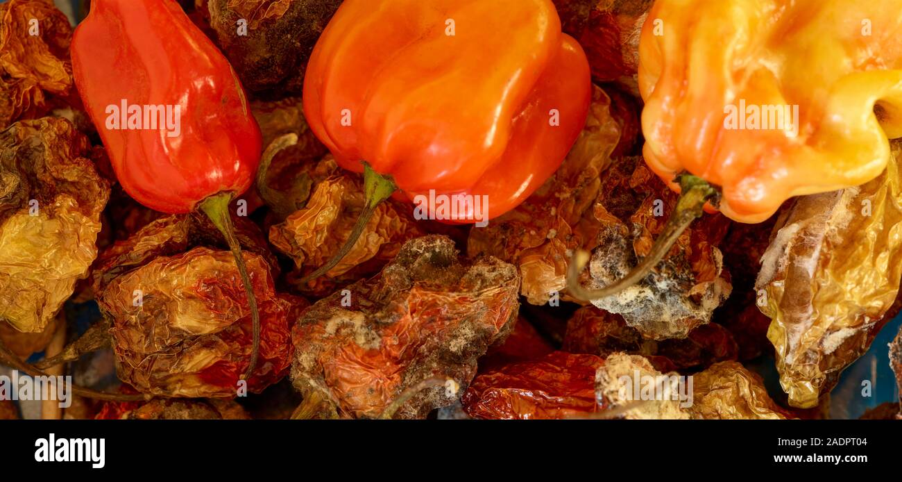 Dried and fresh Scotch Bonnet peppers still life food photograph Stock Photo