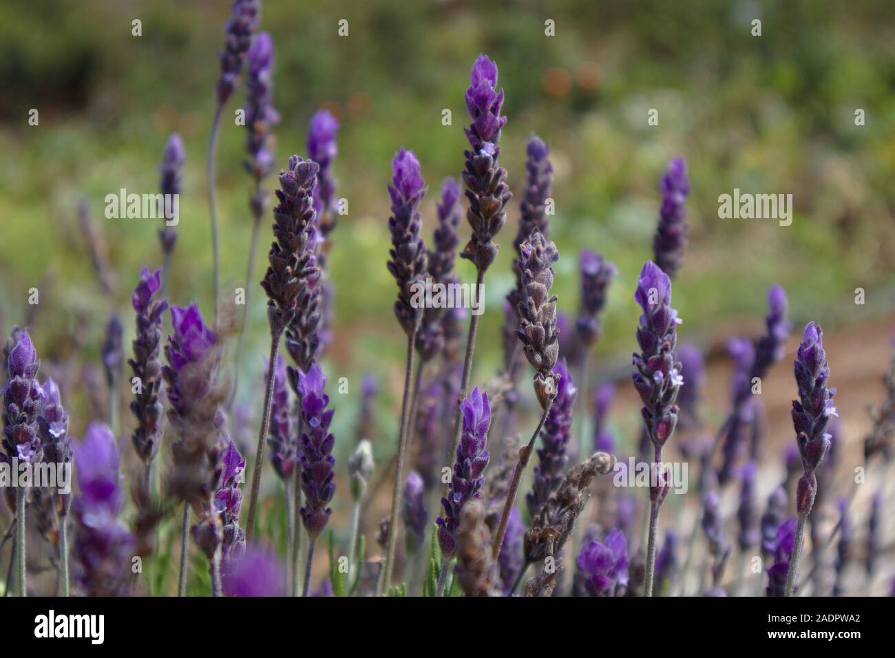 Close-up of a bush of lavender flowers in late summer, in the background the rest of the green vegetation is out of focus Stock Photo
