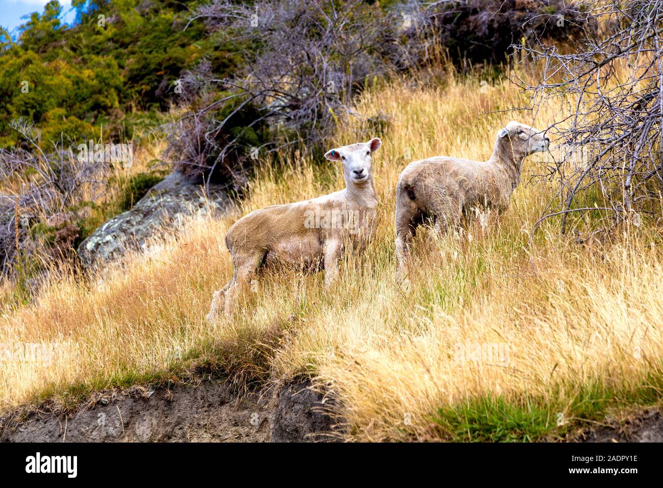 Sheep along the hike to Roy's Peak in New Zealand Stock Photo