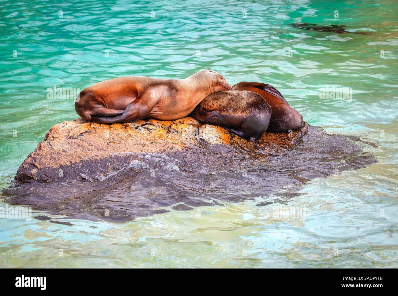seals sleeping together on the rock in water Stock Photo Alamy