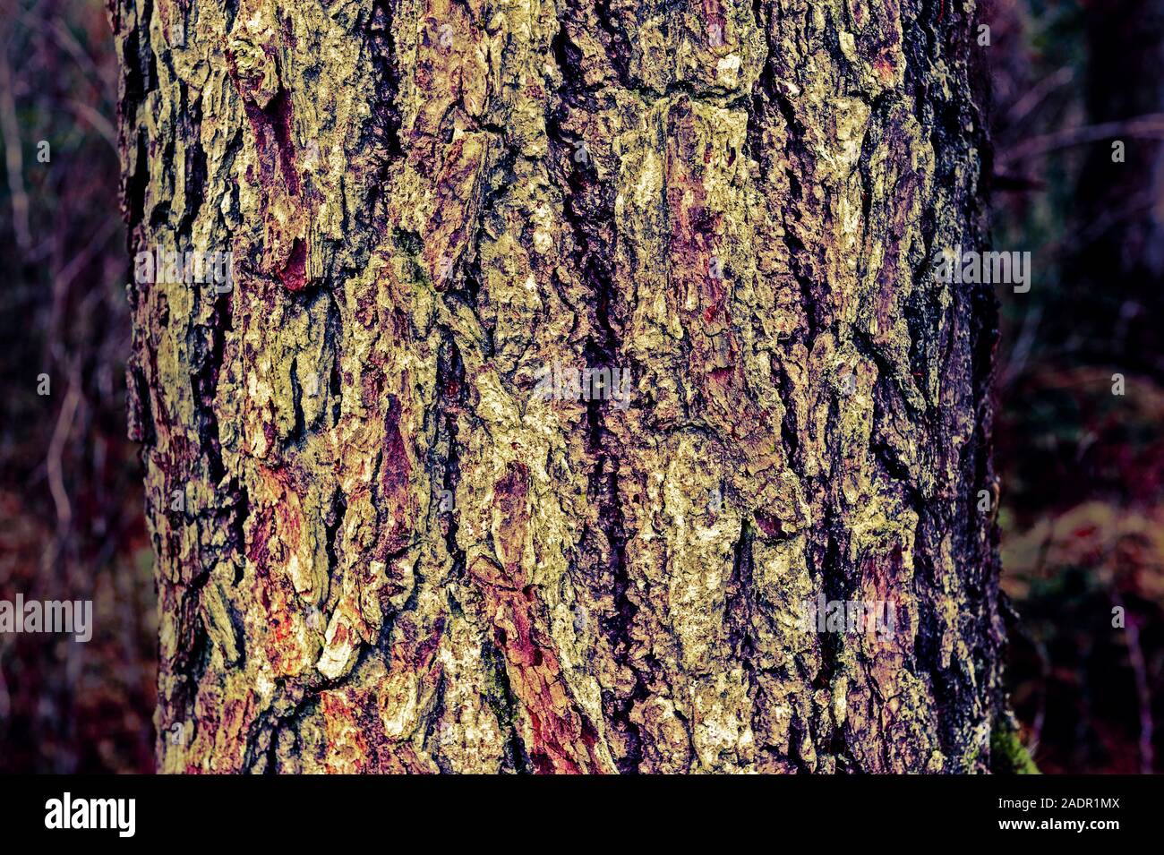 Western Hemlock Tree Stock Photos & Western Hemlock Tree Stock Images