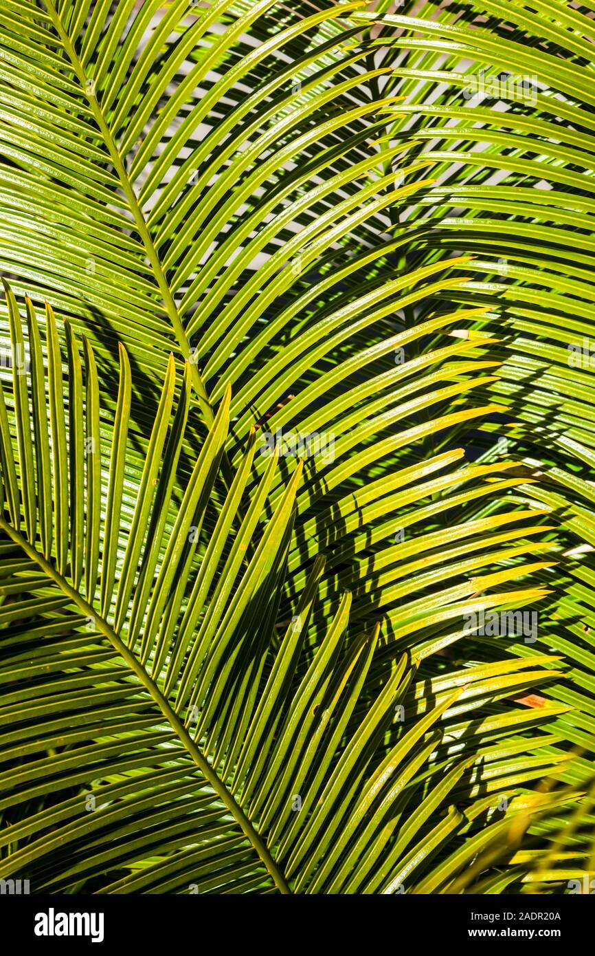 Palm trees in the Golden gate Park Botanical Garden, San Fansisco, California, USA. Stock Photo