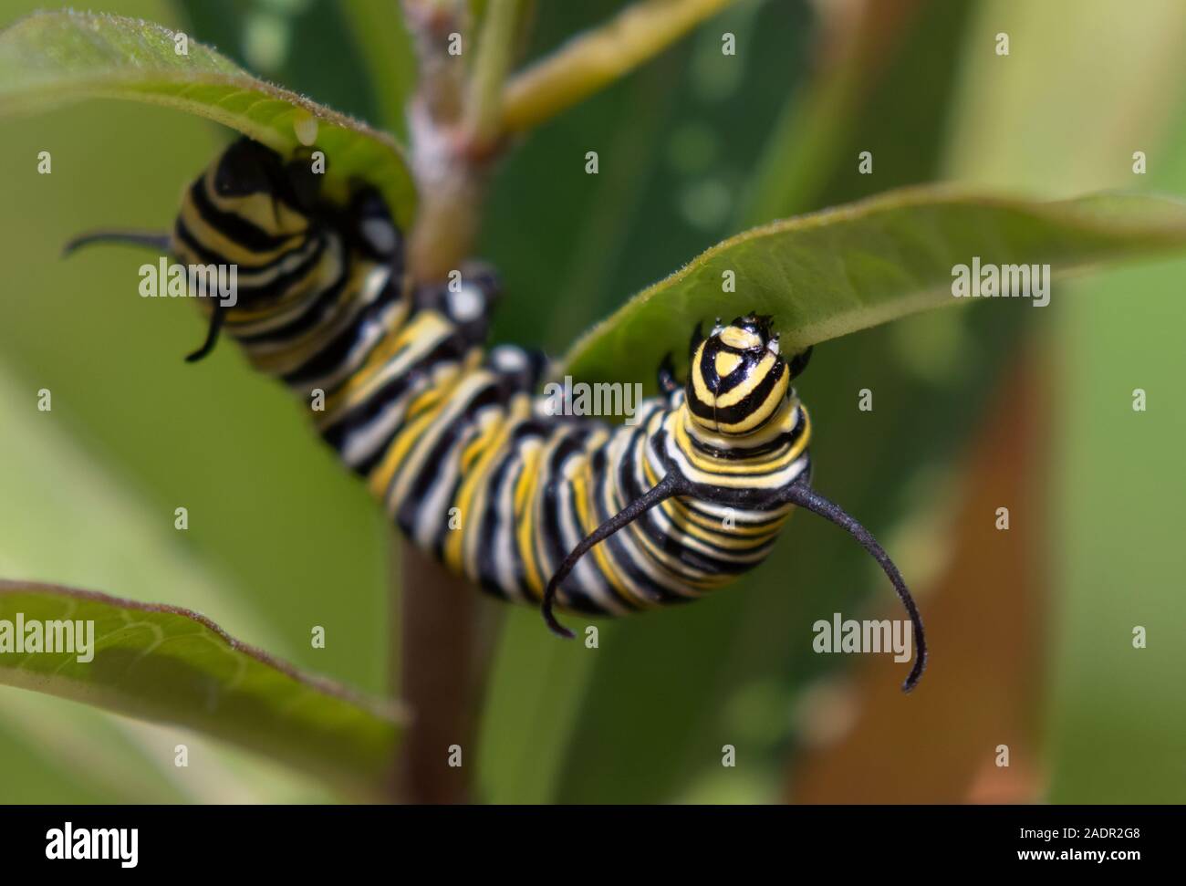 Monarch (Danaus plexippus) caterpillar feeding on milkweed plant, Galveston, Texas, USA Stock Photo