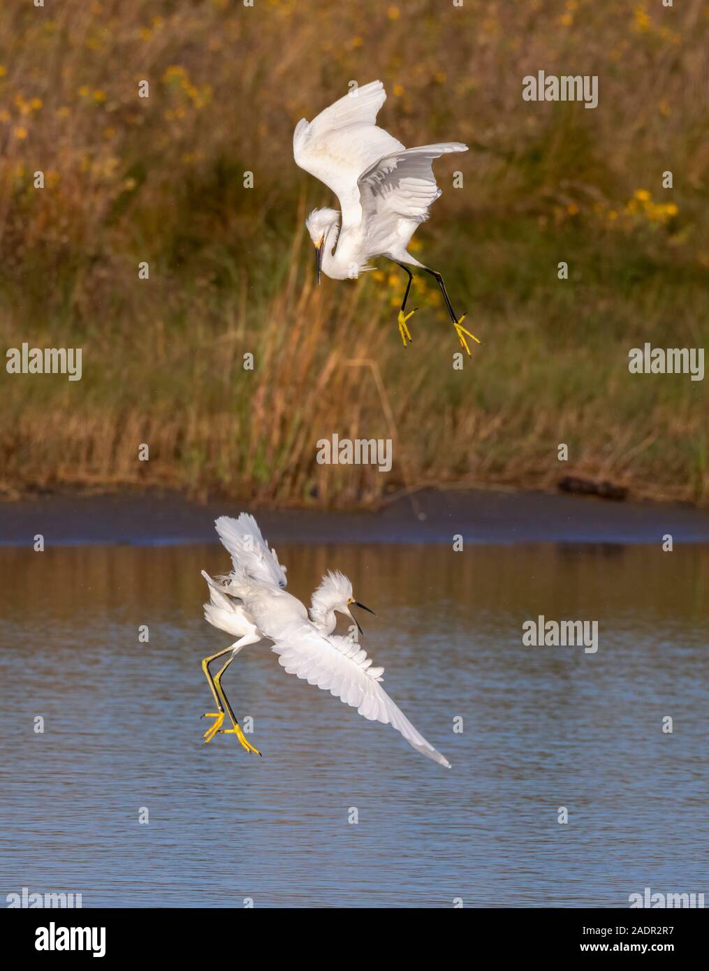 Snowy egrets (Egretta thula) fighting in the air, Galveston, Texas, USA Stock Photo