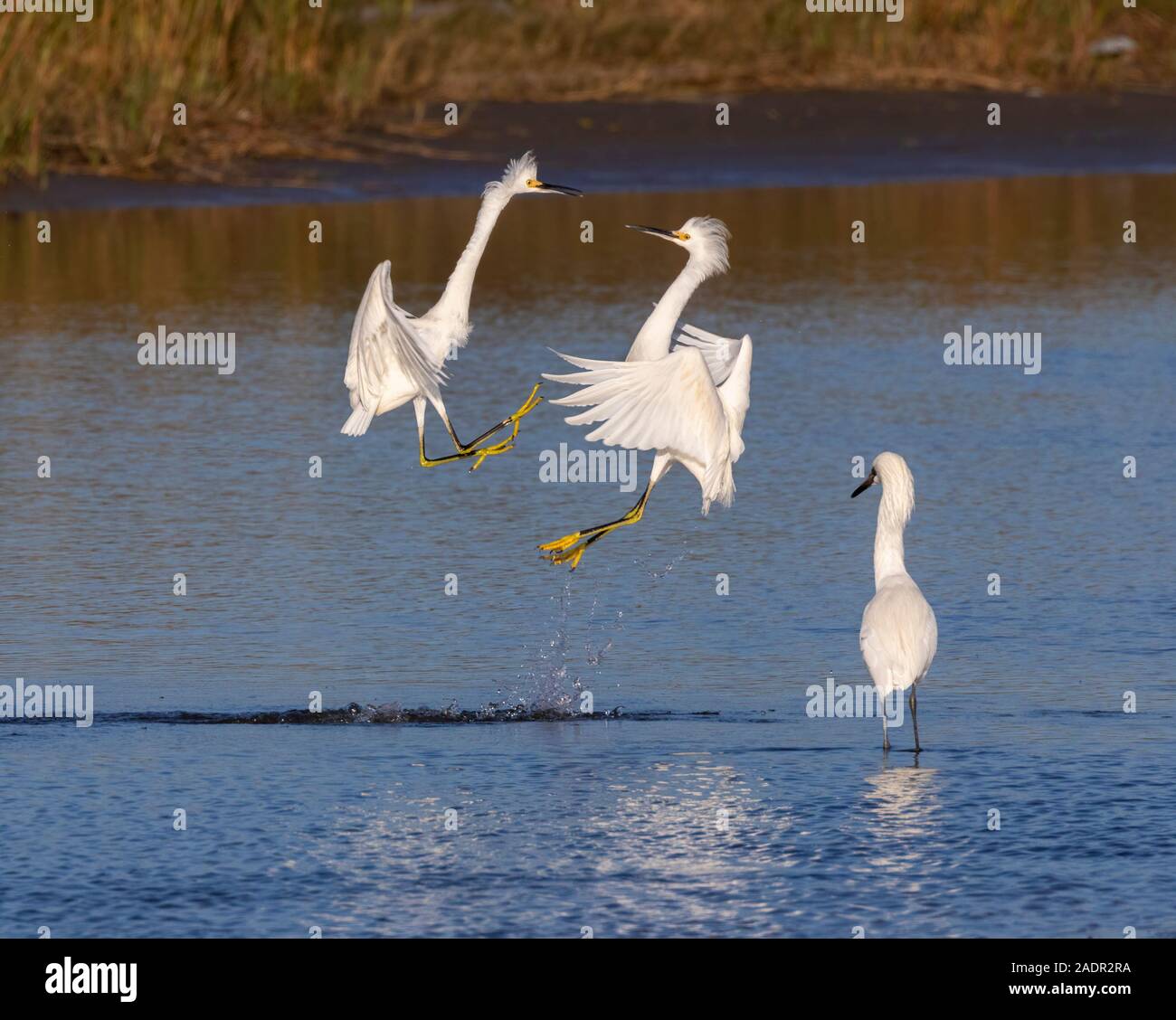 Snowy egrets (Egretta thula) fighting in the air, Galveston, Texas, USA Stock Photo
