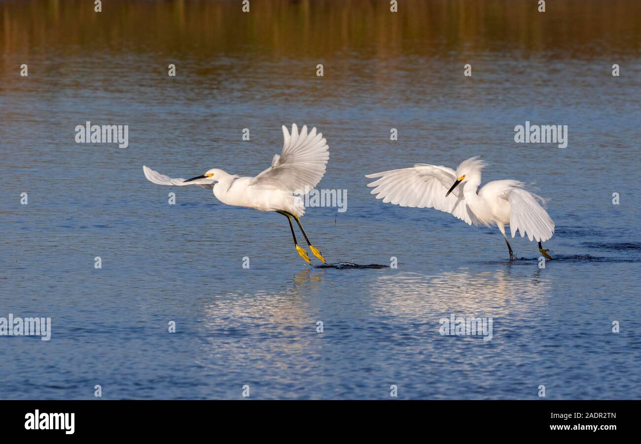 Snowy egret (Egretta thula) chasing another in tidal marsh, Galveston, Texas, USA Stock Photo