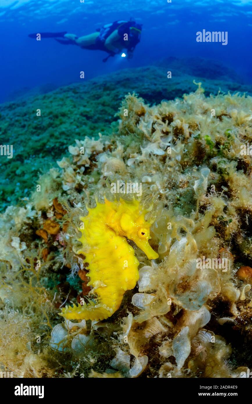 long-snouted seahorse, Hippocampus guttulatus, camouflaged among seaweed  and other algae, Island Brac, Biograd, Dalmatia, Croatia, Adriatic Sea, Medi Stock Photo