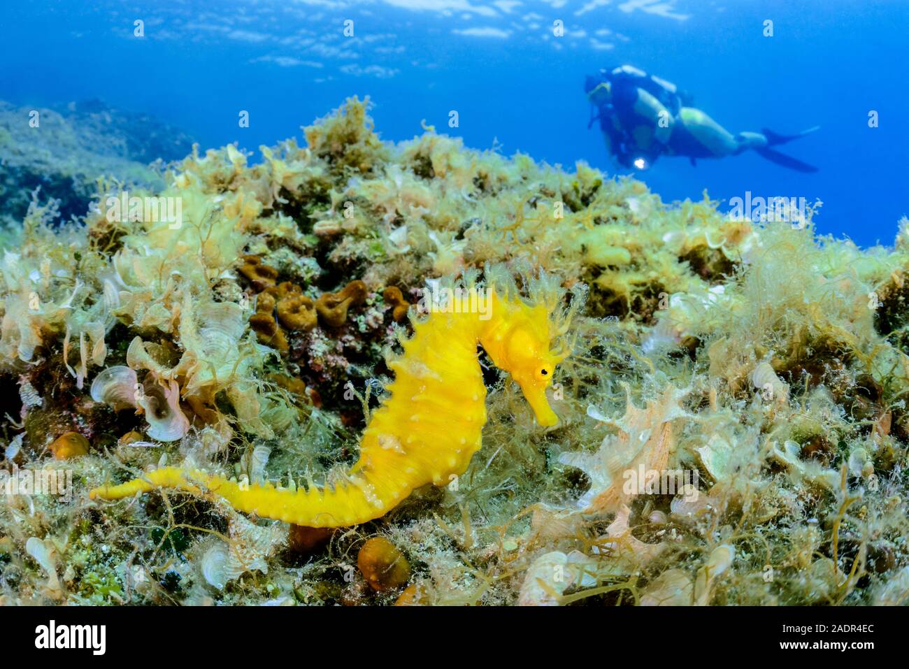 long-snouted seahorse, Hippocampus guttulatus, camouflaged among seaweed  and other algae, Island Brac, Biograd, Dalmatia, Croatia, Adriatic Sea, Medi Stock Photo