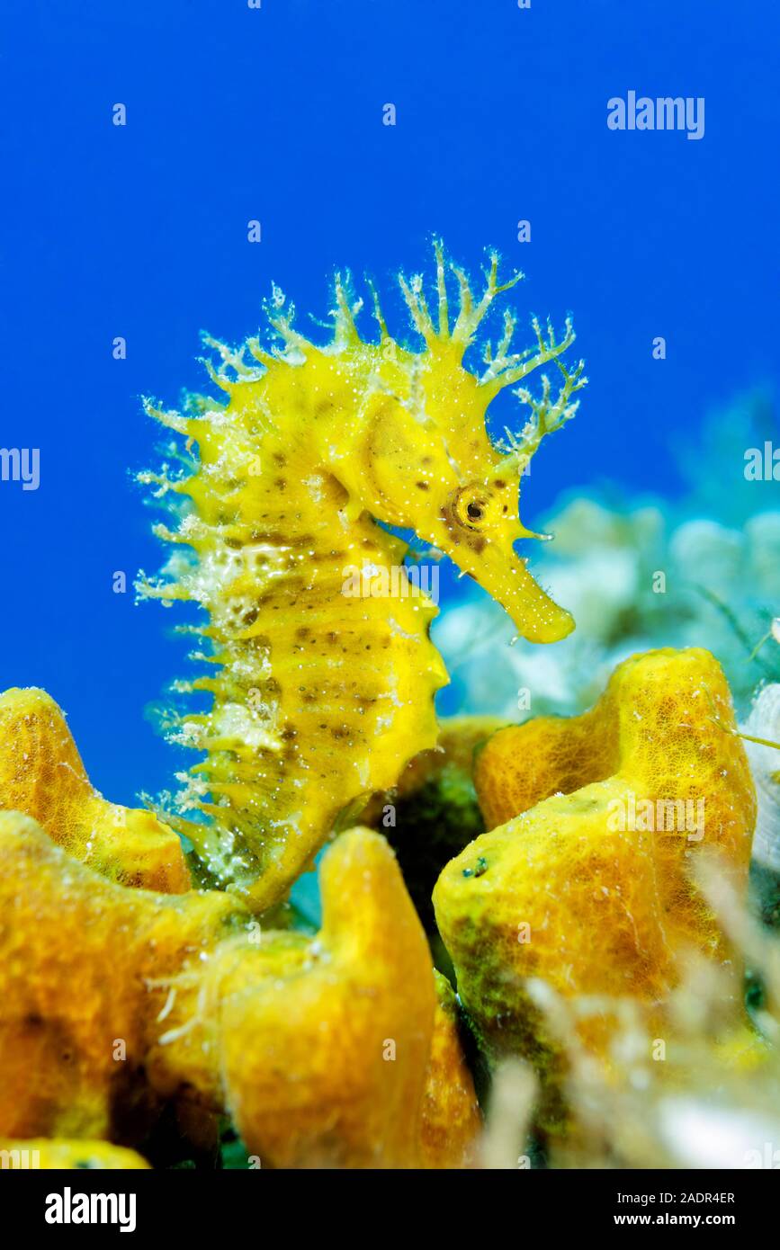 long-snouted seahorse, Hippocampus guttulatus, camouflaged among yellow tube sponges, Aplysina aerophoba, Island Brac, Biograd, Dalmatia, Croatia, Adr Stock Photo