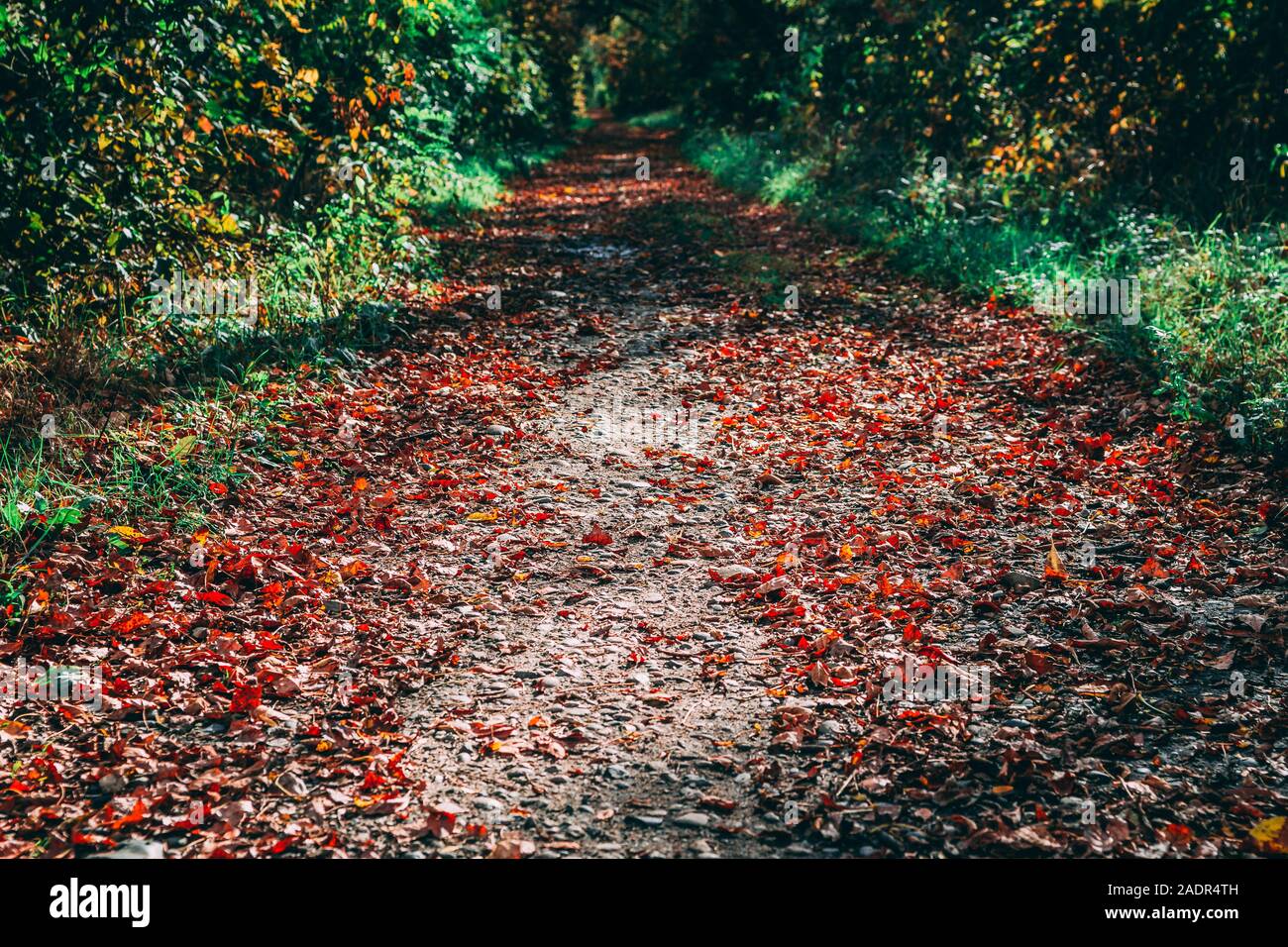 autumn trail in the old park with red leaves Stock Photo - Alamy