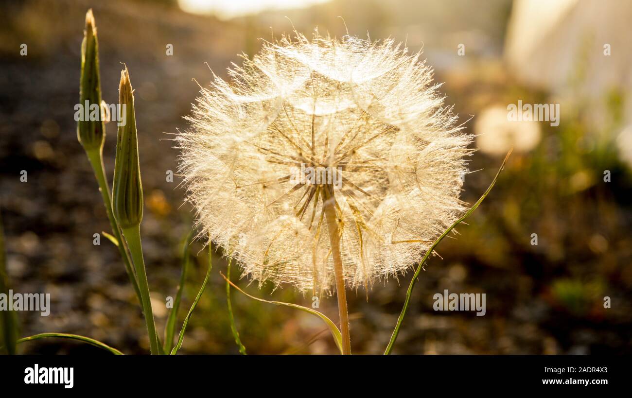 Dandelion seed flying sun hi-res stock photography and images - Alamy
