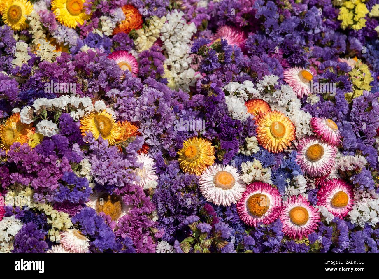Detail of colorful flowers bouquet, Chapada Diamantina, Bahia, Brazil Stock Photo