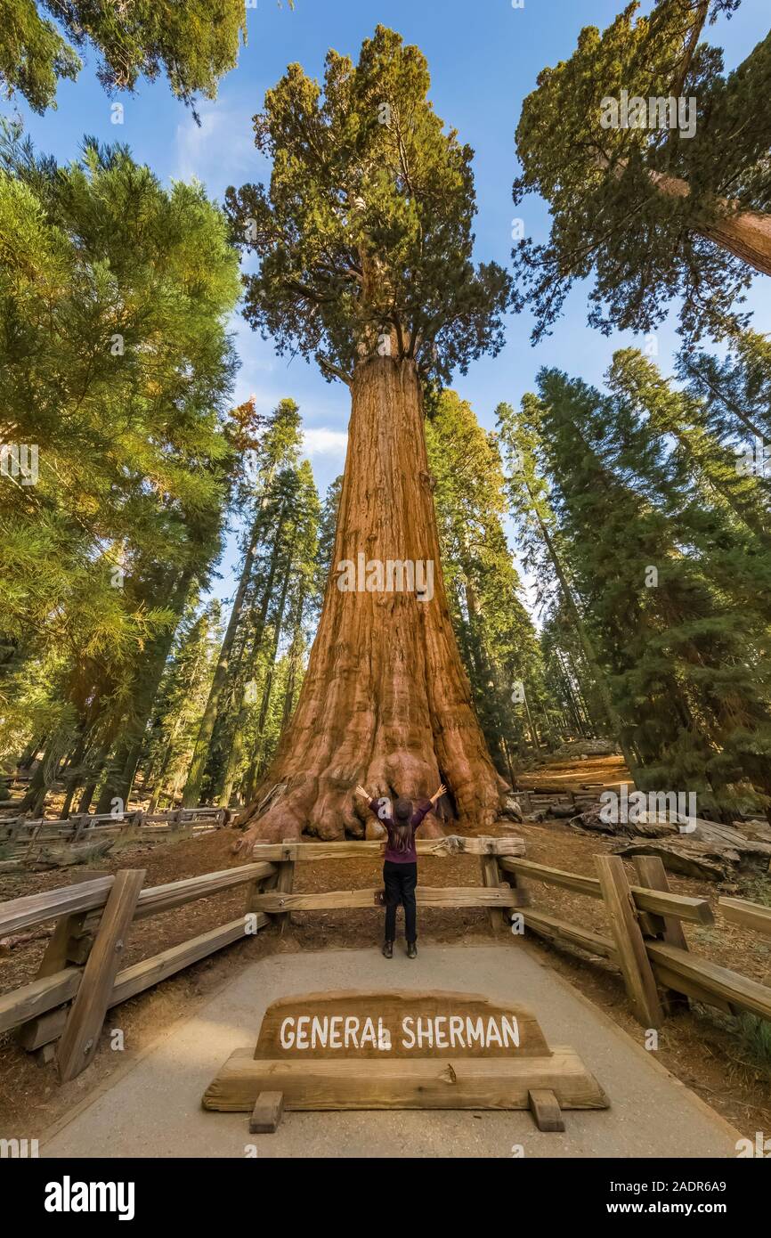Karen Rentz at the General Sherman Tree, the largest tree in the world, in Sequoia National Park, California, USA Stock Photo