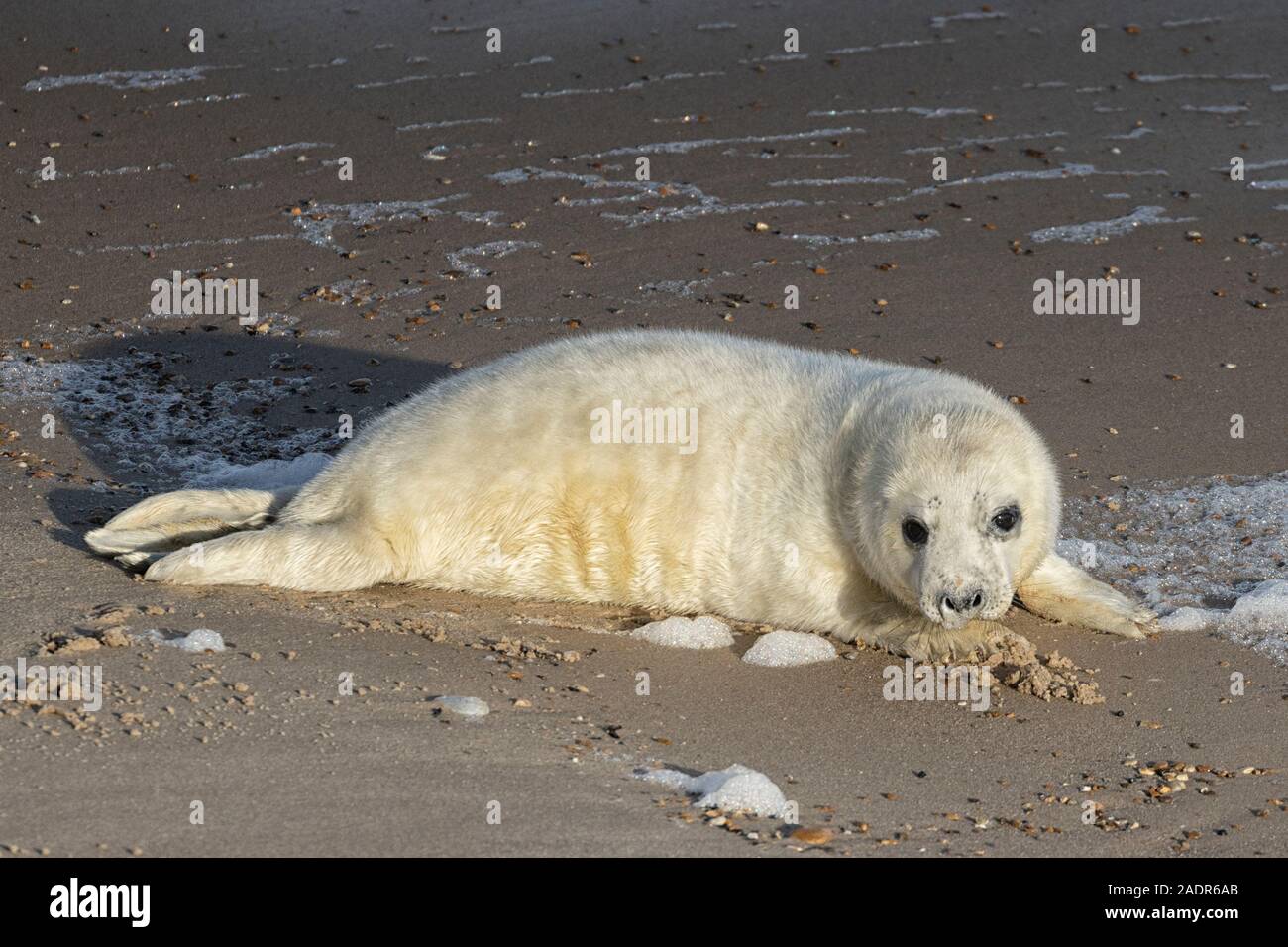 Grey Seals and Pups in the breeding season Stock Photo Alamy