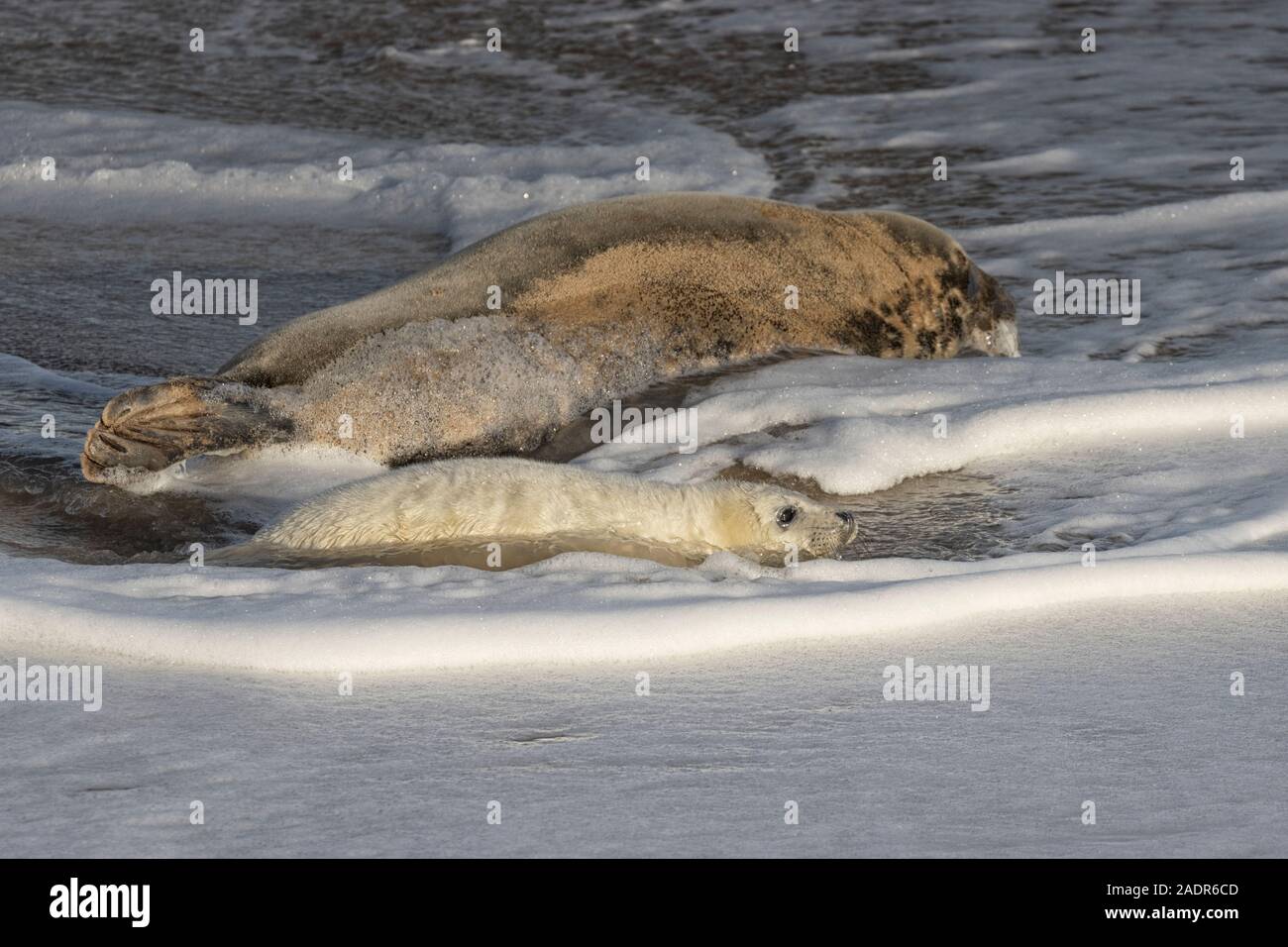 Grey Seals and Pups in the breeding season Stock Photo Alamy