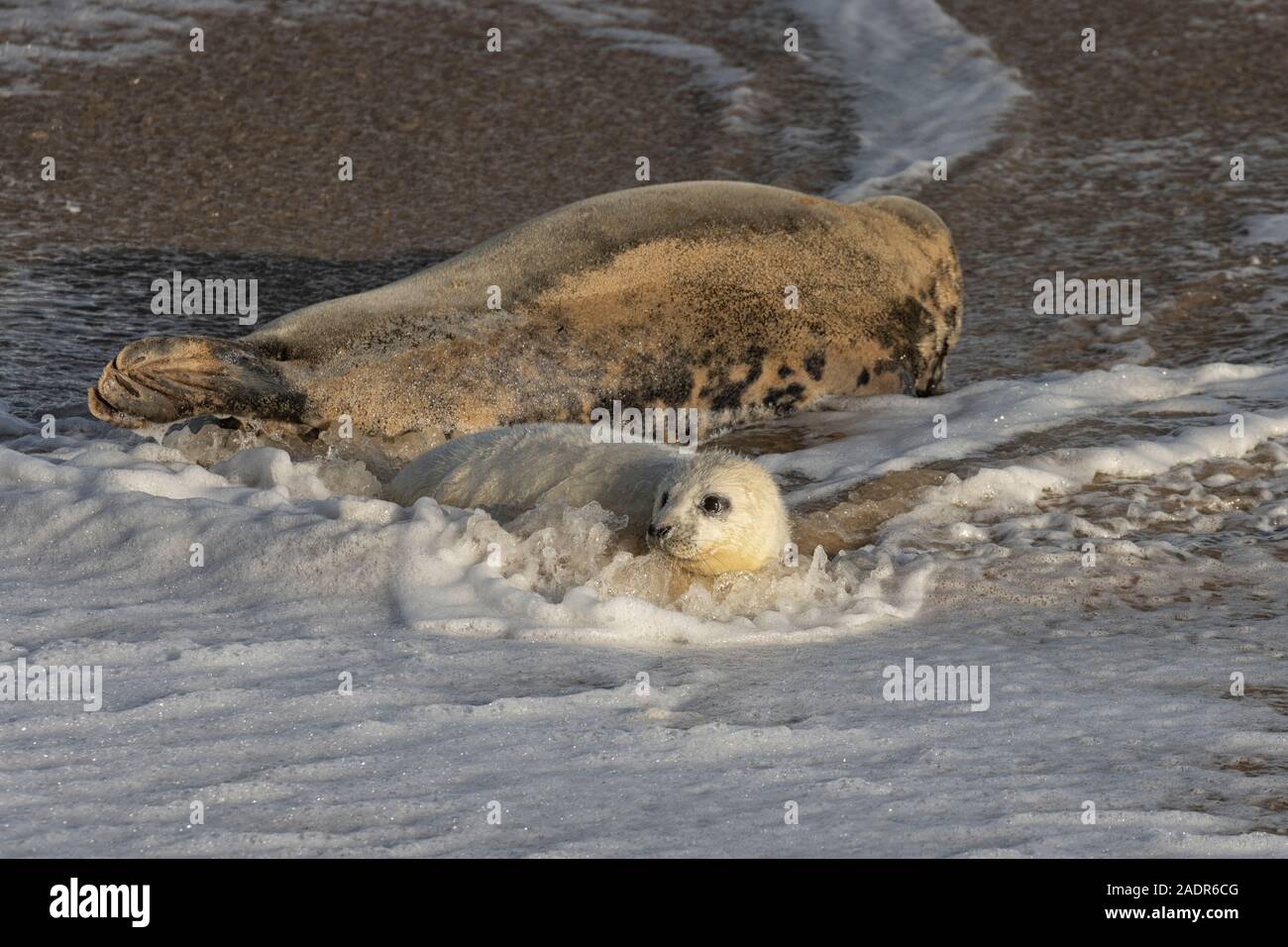 Grey Seals and Pups in the breeding season Stock Photo Alamy