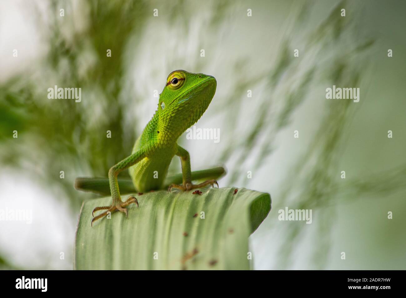 Lizards are a widespread group of squamate reptiles, with over 6,000 species,ranging across all continents except Antarctica, as well as most oceanic Stock Photo
