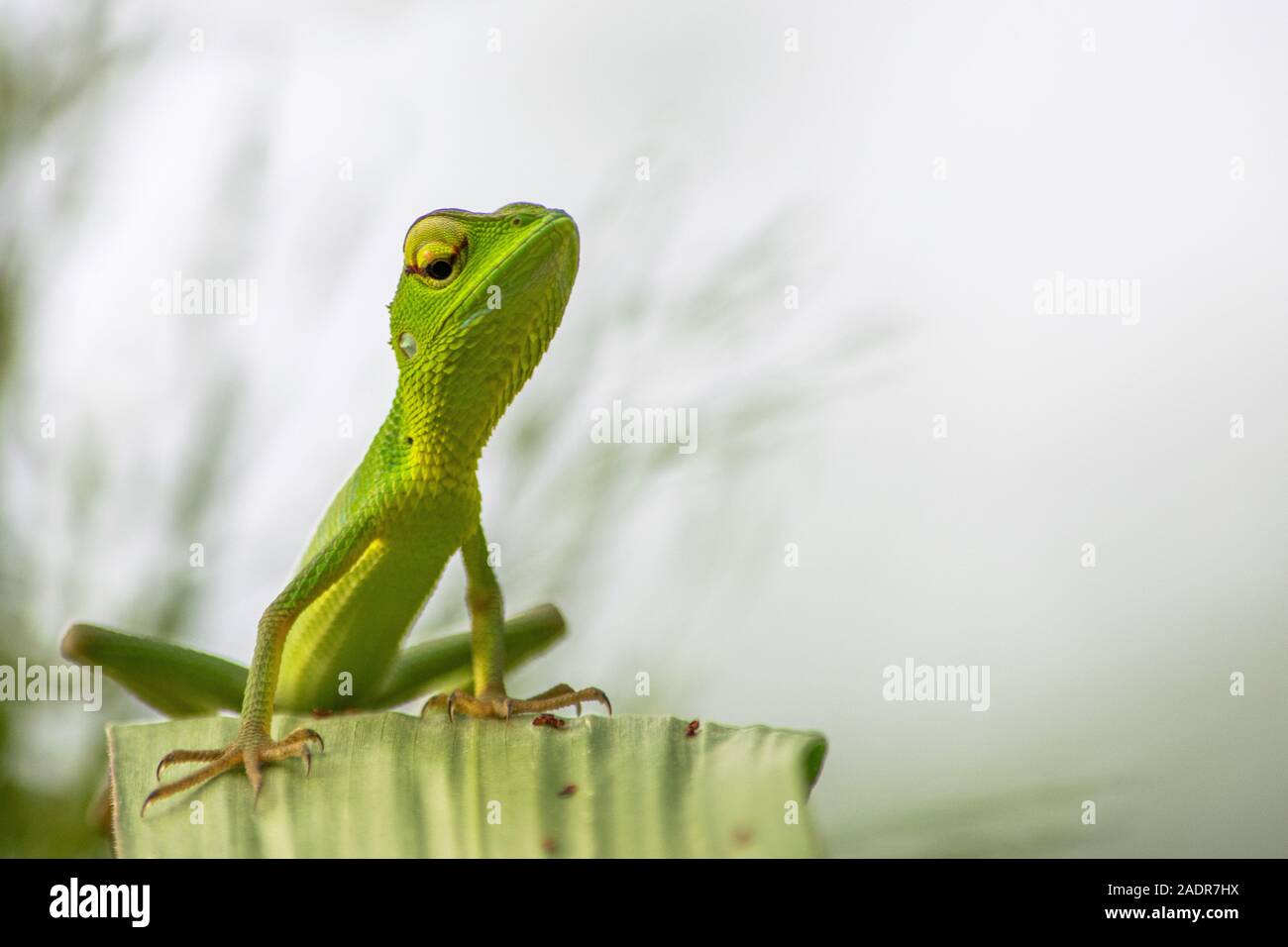 Lizards are a widespread group of squamate reptiles, with over 6,000 species,ranging across all continents except Antarctica, as well as most oceanic Stock Photo