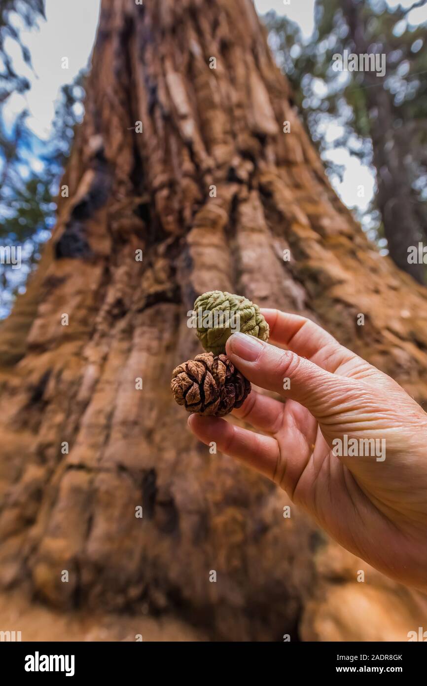 Giant Sequoia, Sequoiadendron giganteum, cones in the Sherman Tree area of Sequoia National Park, California, USA Stock Photo