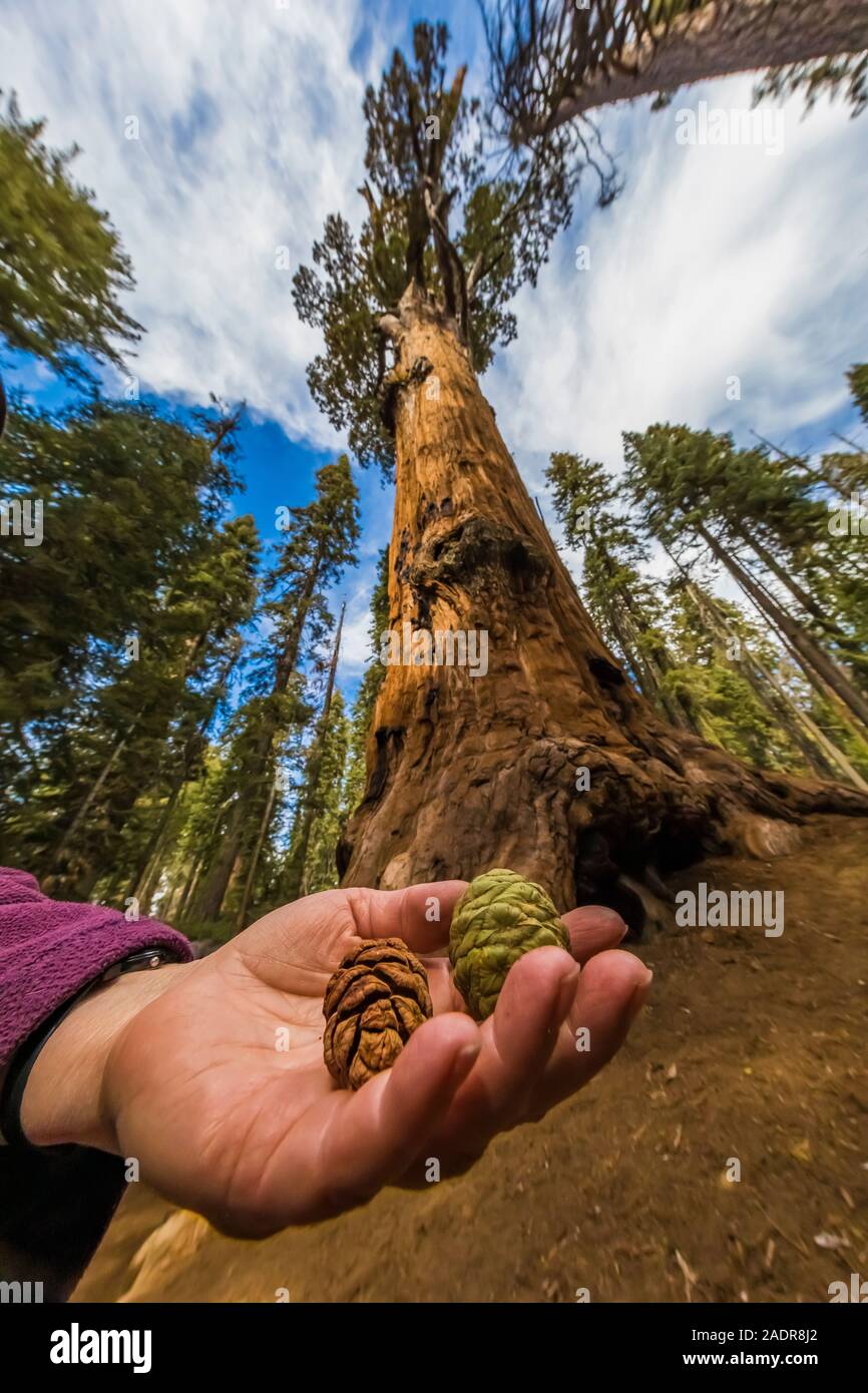 Giant Sequoia, Sequoiadendron giganteum, cones in the Sherman Tree area of Sequoia National Park, California, USA Stock Photo