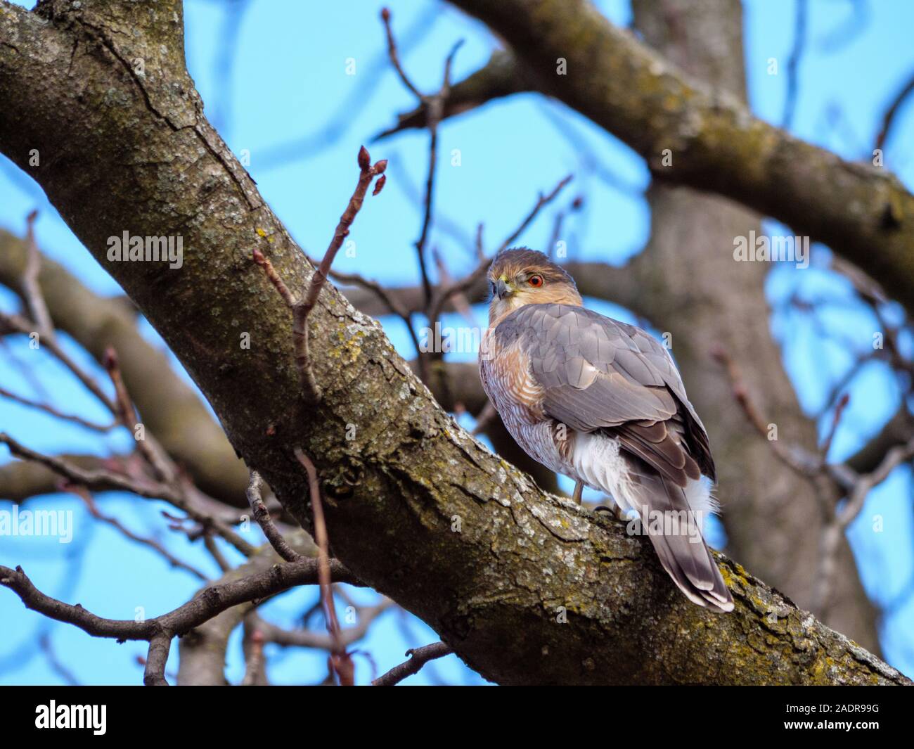 Wild, non-captive Cooper's hawk in tree, probably male. Lincoln Park Zoo, Chicago, Illinois Stock Photo