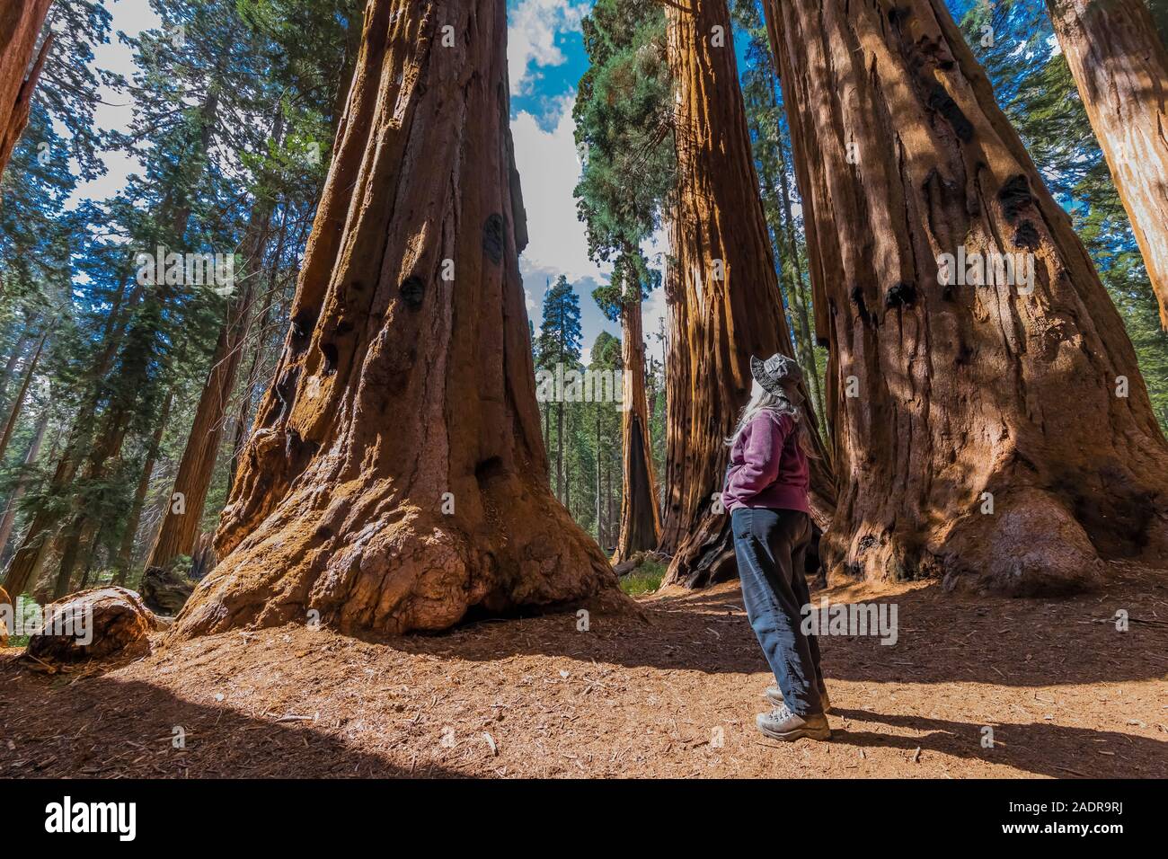 Karen Rentz among Giant Sequoia, Sequoiadendron giganteum, treesalong the Giant Forest trails in Sequoia National Park, California, USA Stock Photo