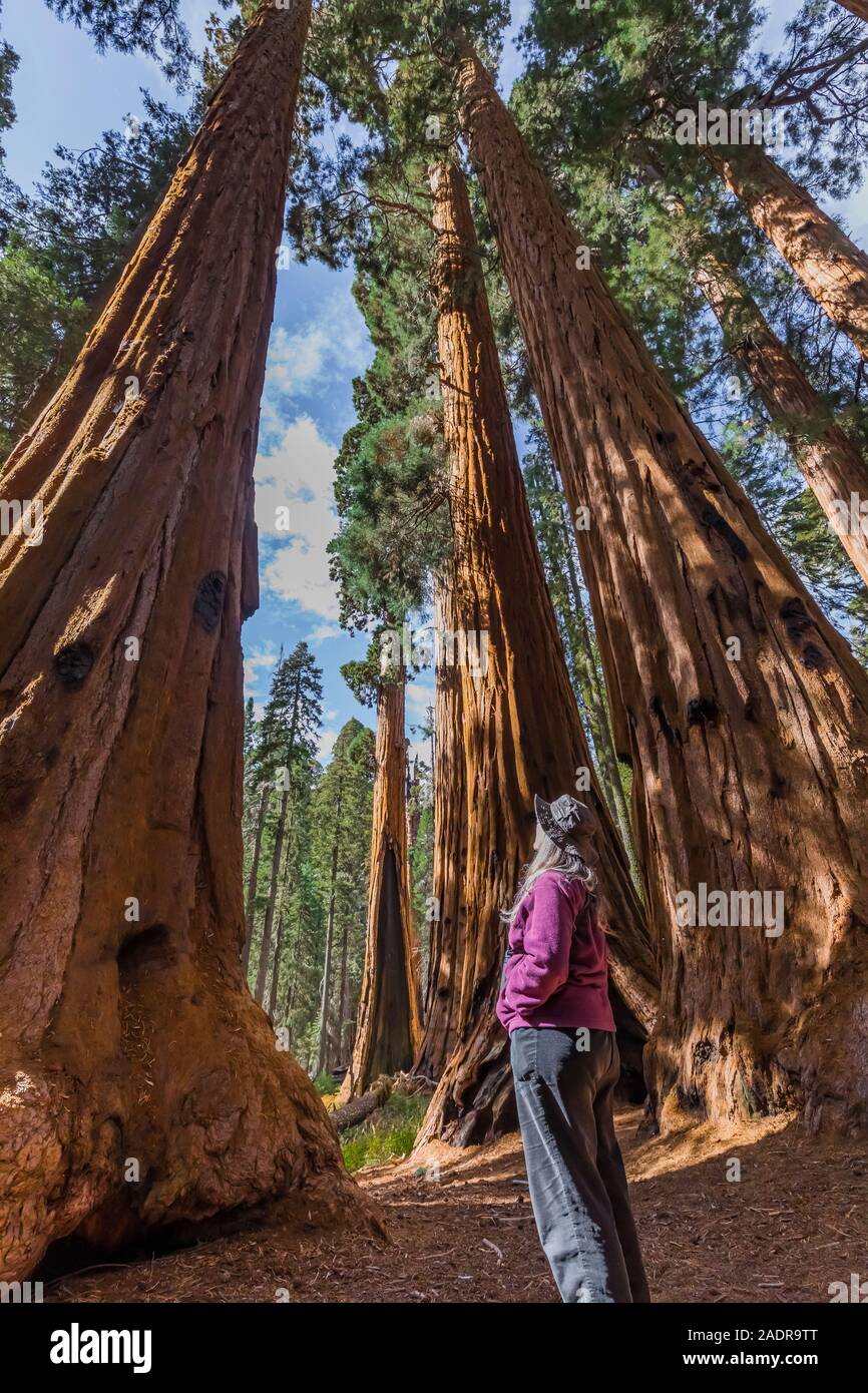 Karen Rentz among Giant Sequoia, Sequoiadendron giganteum, treesalong the Giant Forest trails in Sequoia National Park, California, USA Stock Photo