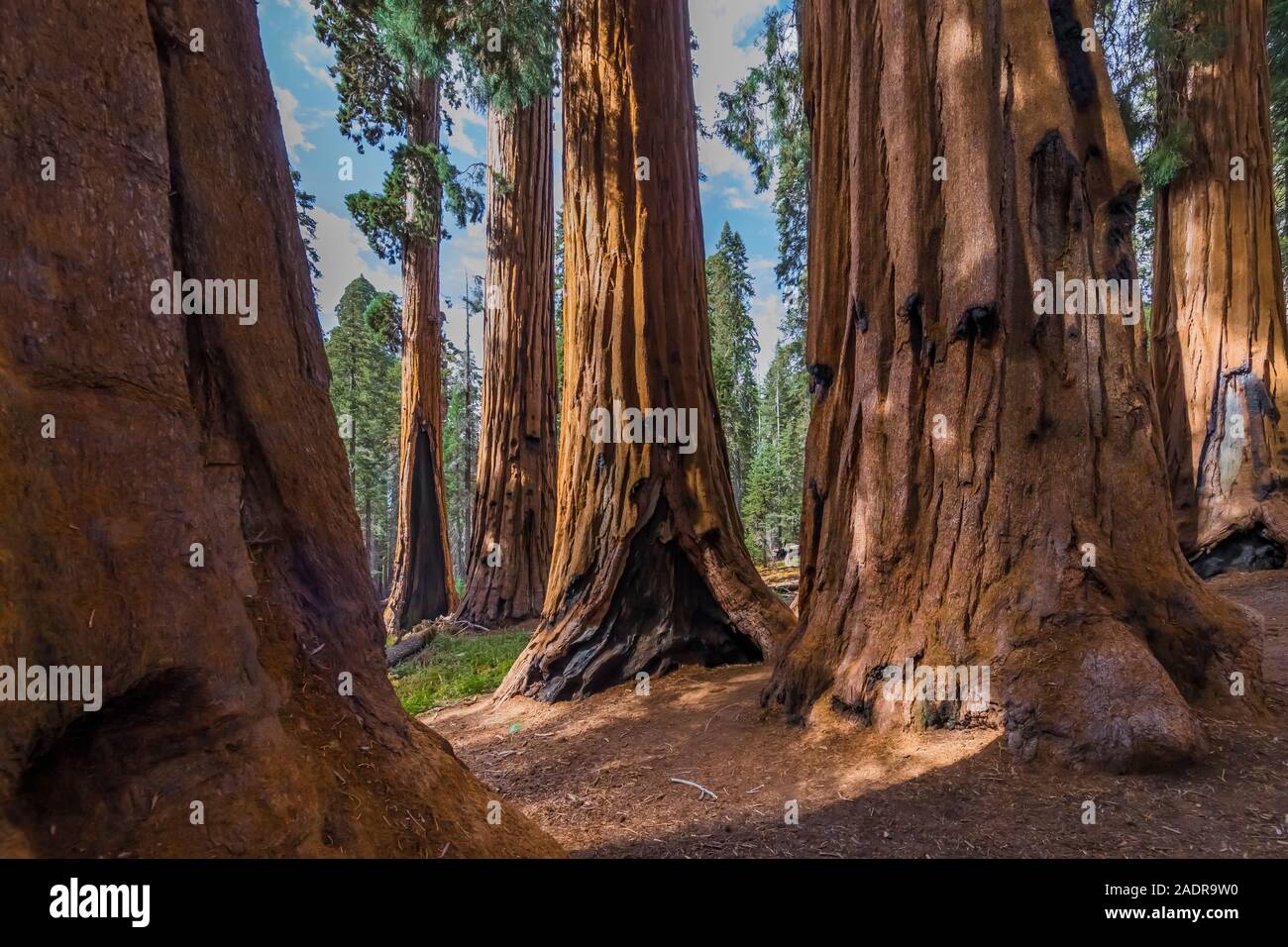 Giant Sequoia, Sequoiadendron giganteum, grove in the General Sherman Tree area of Sequoia National Park, California, USA Stock Photo