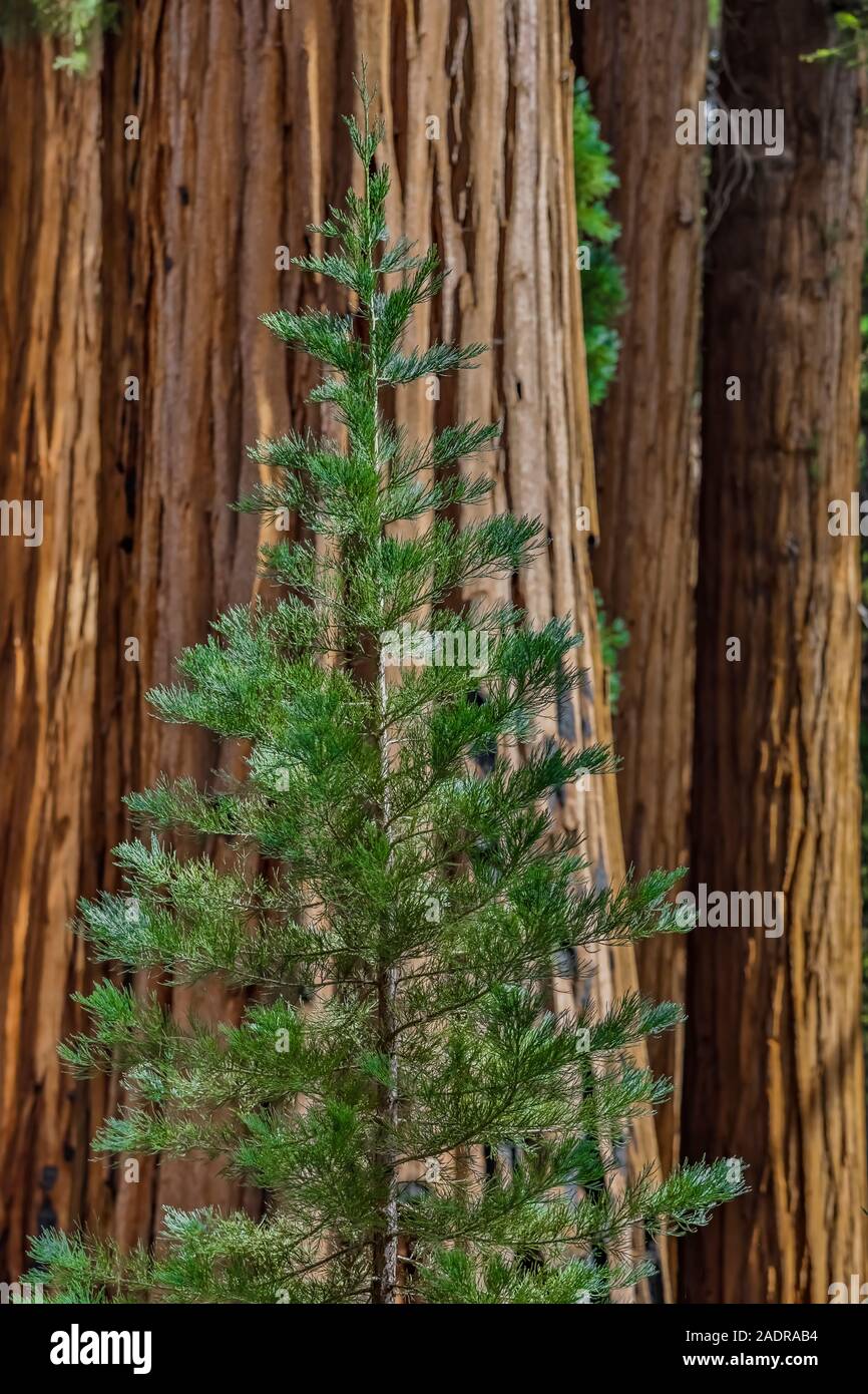 Giant Sequoia, Sequoiadendron giganteum, needles on young trees in the Sherman Tree area of Sequoia National Park, California, USA Stock Photo