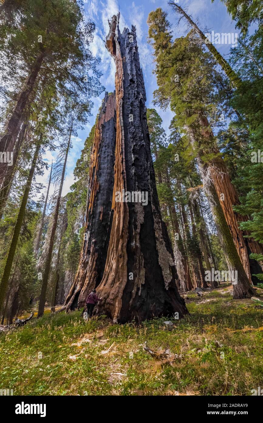 Giant Sequoia, Sequoiadendron giganteum, burned stump in the Sherman Tree area of Sequoia National Park, California, USA Stock Photo
