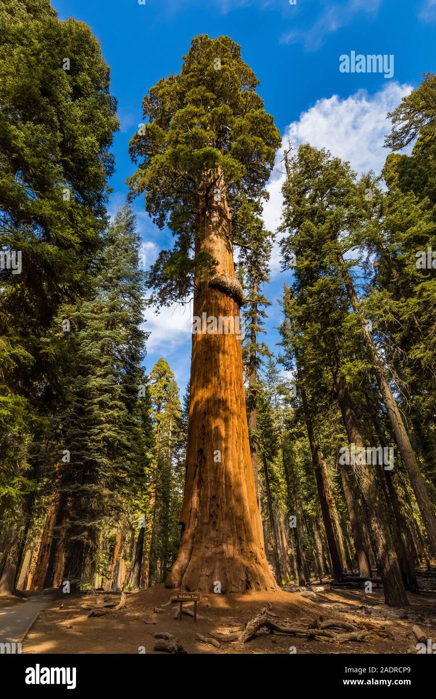 McKinley Tree, a named Giant Sequoia, Sequoiadendron giganteum, in the