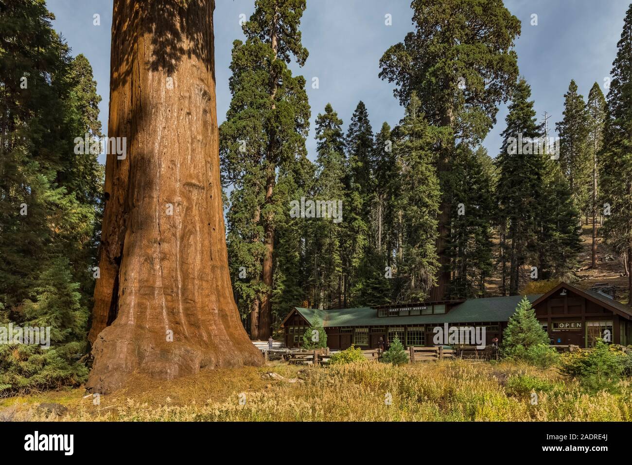 Sequoia National Park,California,CA,Giant Forest Village,Sentinel Tree,1957