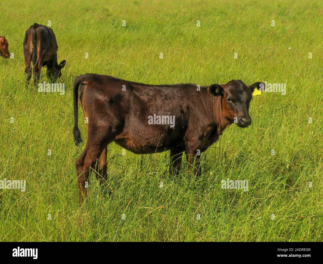 Three small beef calves grazing in lush grass on the farm Stock Photo