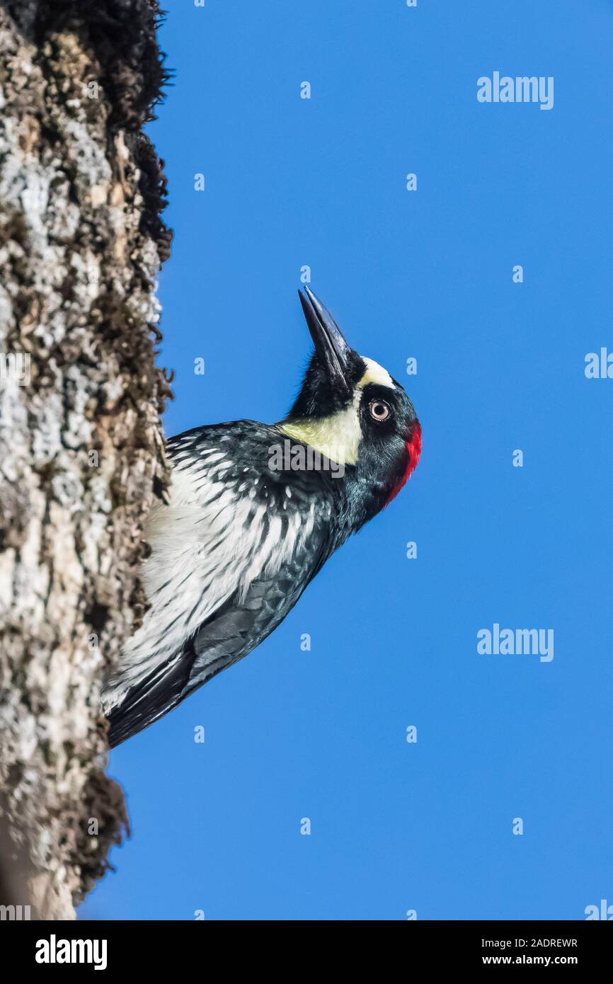 Acorn Woodpecker, Melanerpes formicivorus, female on Blue Oak, Quercus douglasii, in Potishwa Campground in the foothills of Sequoia National Park, Ca Stock Photo