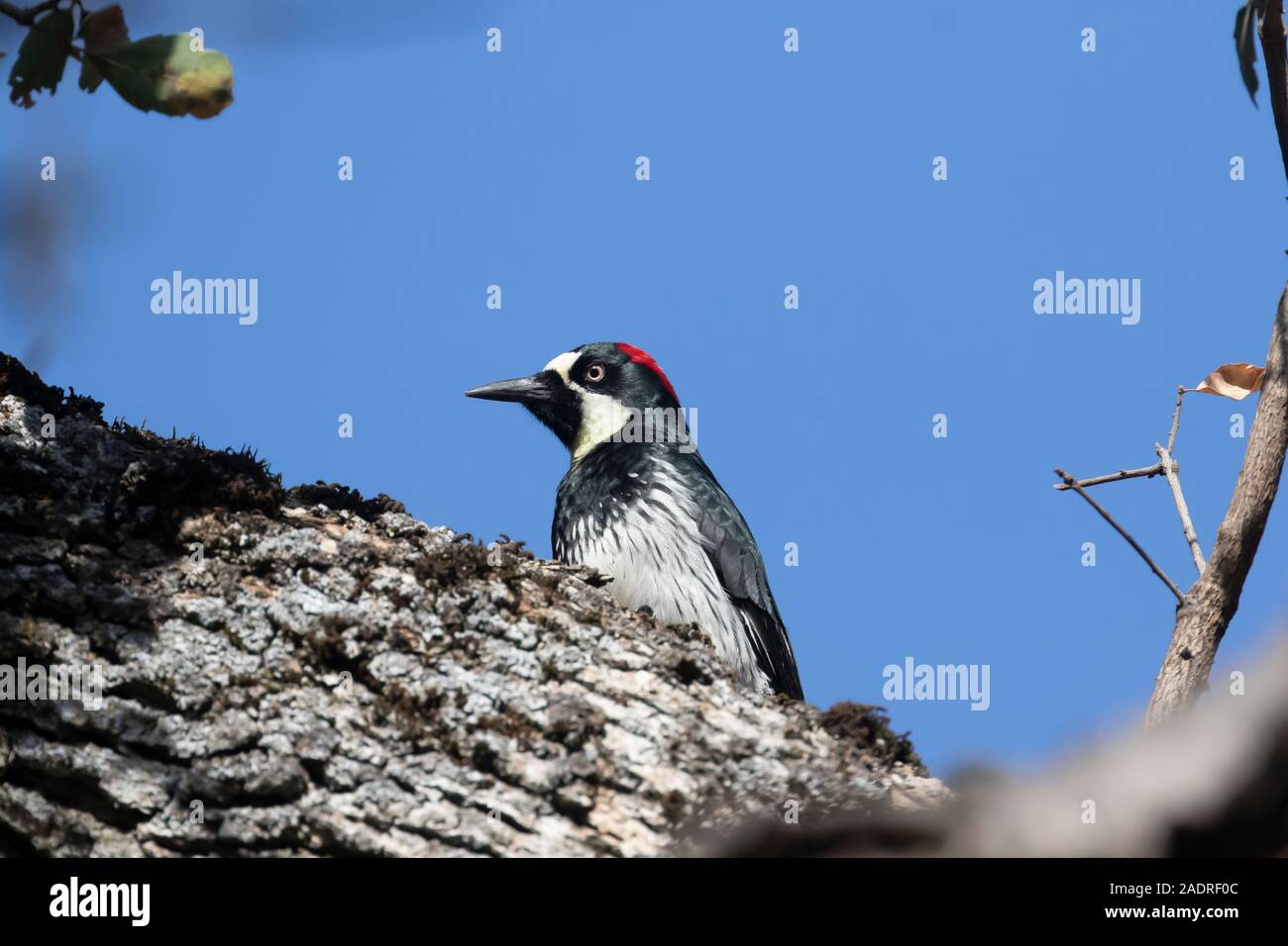 Acorn Woodpecker, Melanerpes formicivorus, female on Blue Oak, Quercus douglasii, in Potishwa Campground in the foothills of Sequoia National Park, Ca Stock Photo