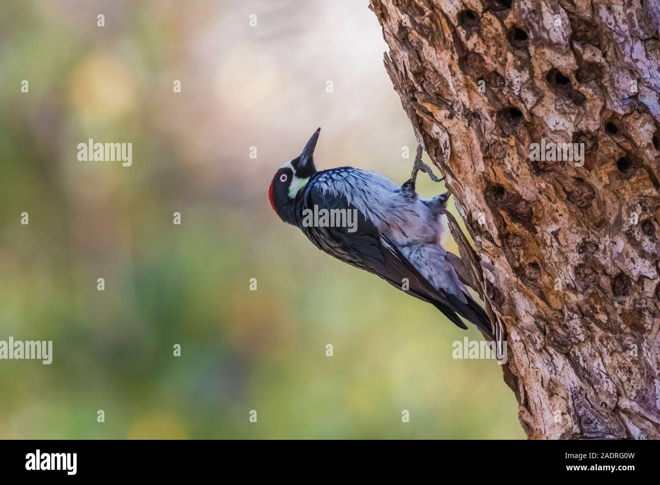 Acorn Woodpecker, Melanerpes formicivorus, male on granary tree in Potishwa Campground in the foothills of Sequoia National Park, California, USA Stock Photo