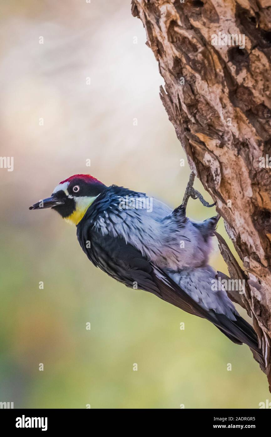 Acorn Woodpecker, Melanerpes formicivorus, male on granary tree in Potishwa Campground in the foothills of Sequoia National Park, California, USA Stock Photo
